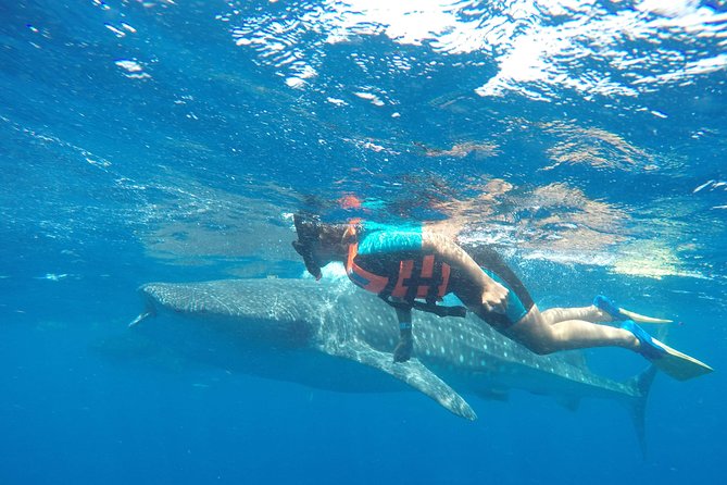Small Group Whale Shark Encounter - 10 years in business - Small-Group Attention: Why Max 10 Travelers Is the Real Upgrade