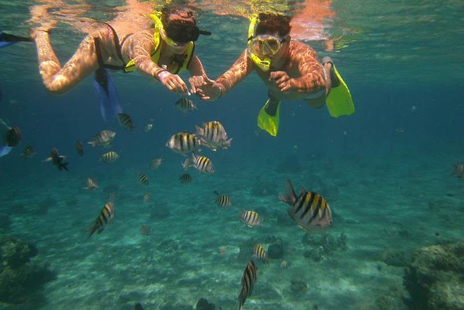 Snorkel Adventure at Cozumel! Transportation from Cancun & Playa Del Carmen - Key things that make this tour worth a look