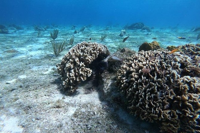 Snorkel Adventure at Cozumel! Transportation from Cancun & Playa Del Carmen - Cozumel’s reefs are the main event, not a backup plan