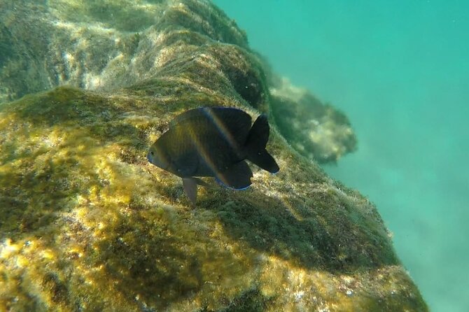 Snorkel Adventure at Cozumel! Transportation from Cancun & Playa Del Carmen - Pickup and meeting points: don’t wait until the last minute