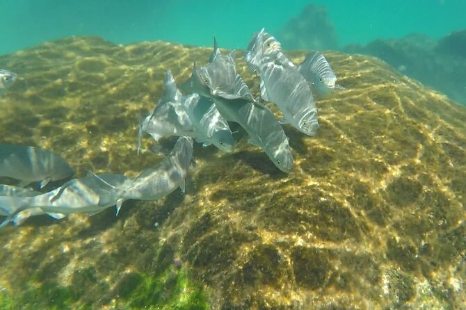 Snorkel Adventure at Cozumel! Transportation from Cancun & Playa Del Carmen - The boat portion: regular motor boat, included drinks, shared vibe