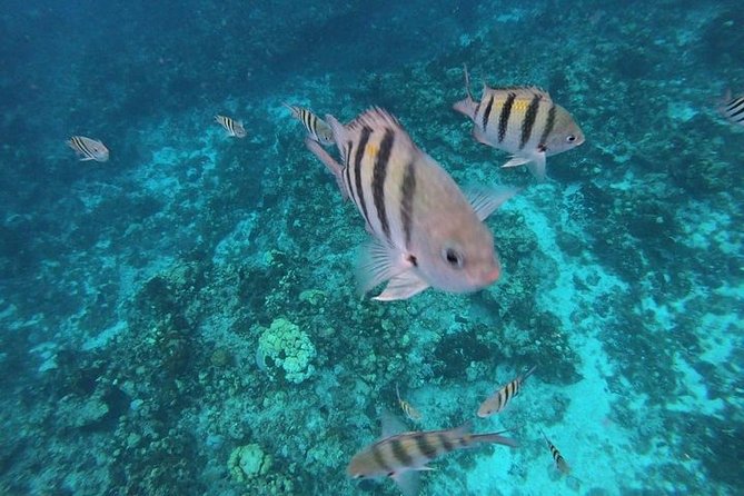 Snorkel Adventure at Cozumel! Transportation from Cancun & Playa Del Carmen - After snorkeling: Cielito Beach for a slower reset