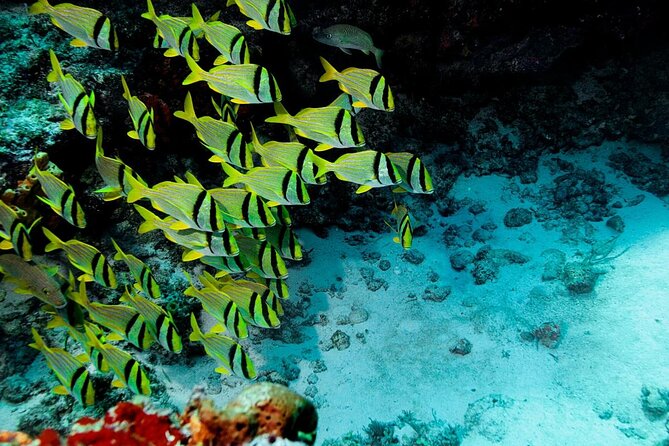 Snorkel and swim in Cozumel el Cielo Reef, Palancar and Colombia - Key highlights to know before you go