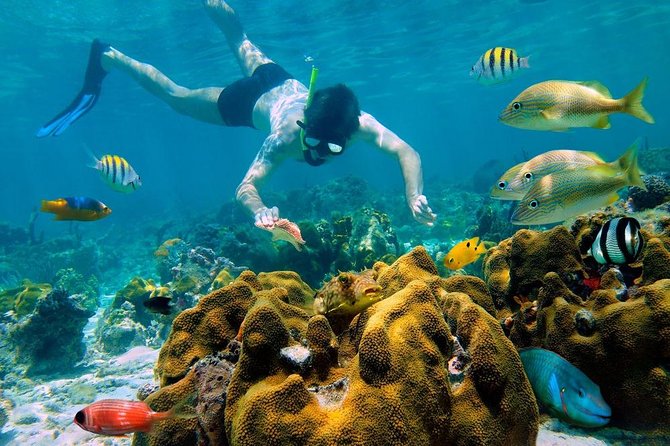 Snorkel and swim in Cozumel el Cielo Reef, Palancar and Colombia - Pickup, ferry, and the 9-hour clock you should plan around