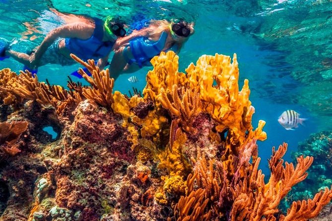 Snorkel and swim in Cozumel el Cielo Reef, Palancar and Colombia - Stop 2: El Cielo Starfish Reef, and how to enjoy it