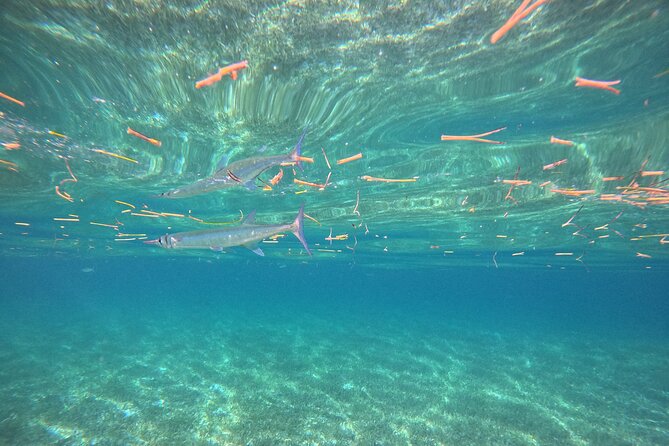 Snorkel at the Reef 2 HOURS Puerto Morelos National park - Who this tour suits, and who should plan differently