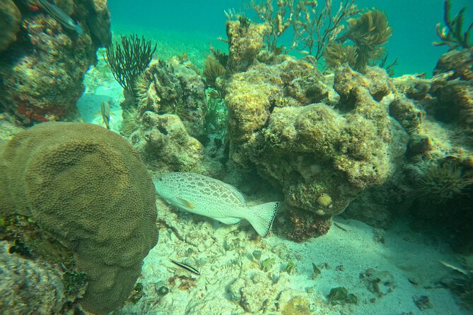 Snorkel at the Reef 2 HOURS Puerto Morelos National park - Weather, timing, and what can change