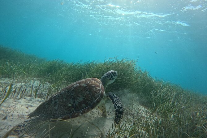 Snorkel at the Reef 2 HOURS Puerto Morelos National park - Getting on the boat: gear, comfort, and the ladder factor