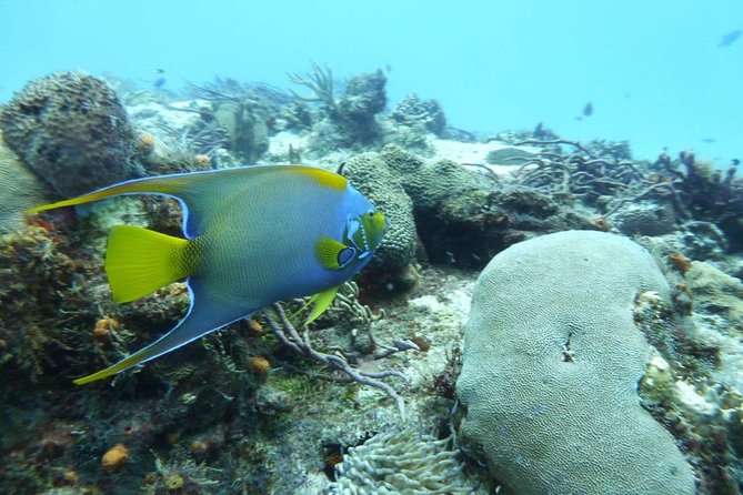 Snorkel in El Cielo Cozumel Reef with Lunch, Beach and Transport - Small-group rhythm: timing, travel comfort, and who will enjoy it most