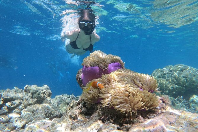 Snorkel in the second largest reef in the world Colorful tour in Puerto Morelos - Value: Is $44.25 a Good Deal After the Extra Fees?