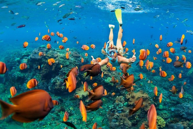 Snorkel in the second largest reef in the world Colorful tour in Puerto Morelos - Hotel Pickup, Boat Timing, and How the Day Actually Runs