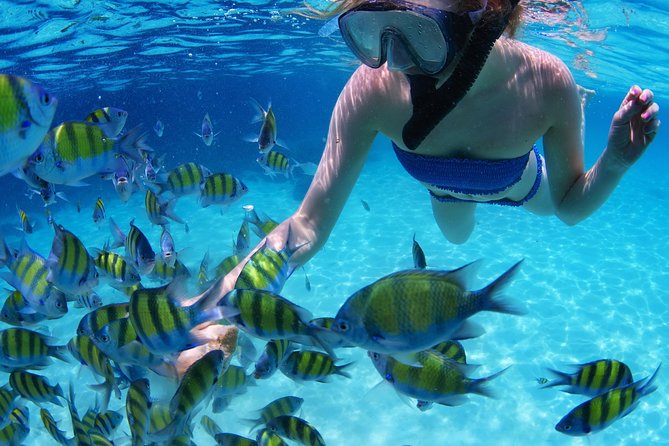 Snorkel in the turquoise Caribbean Sea in Puerto Morelos. Transport included - Pickup timing: Cancun, Playa del Carmen, and Tulum routes