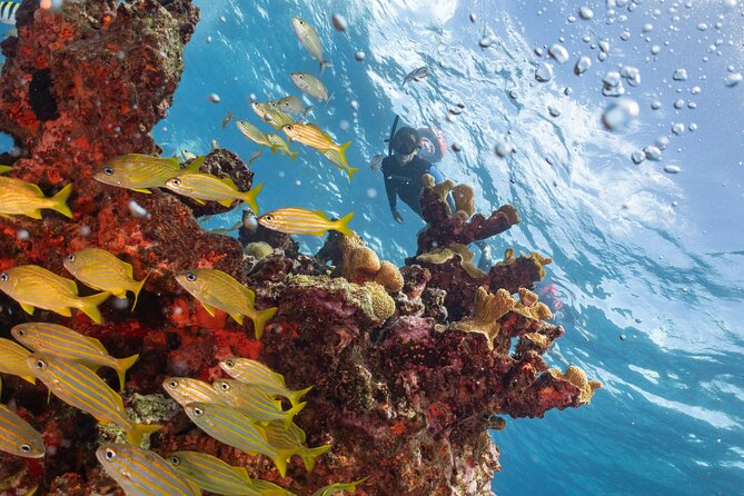 Snorkel Tour at Musa and Manchones Reef - Manchones Reef and MUSA, the combo that actually feels different