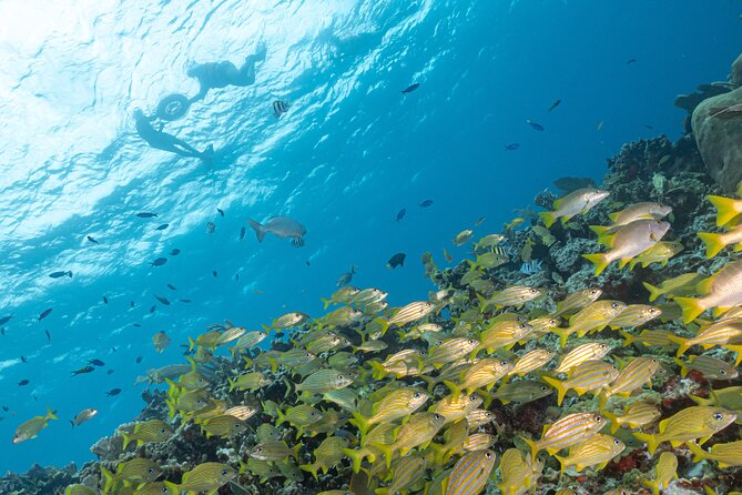 Snorkel Tour at Musa and Manchones Reef - Meeting at Pocna and what to expect with the timing