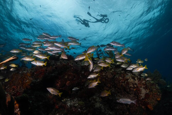 Snorkel Tour at Musa and Manchones Reef - Who this tour is best for