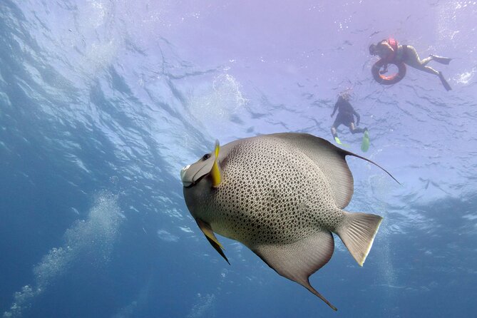 Snorkel Tour at Musa and Manchones Reef - Price and what $55 buys you on Isla Mujeres