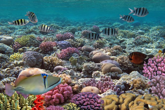 Snorkeling Adventure at Isla Mujeres Includes Lunch and Open Bar - Private Beach Club Lunch and the Open National Bar Reality