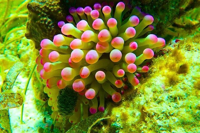 Snorkeling adventure at Puerto Morelos Reef National Park - What happens before you get in the water: gear, brief, and safety vibe