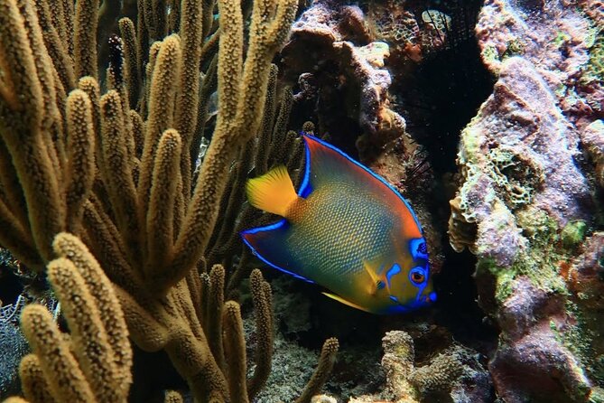 Snorkeling adventure at Puerto Morelos Reef National Park - Stop 1 at the National Reef Park of Puerto Morelos: coral gardens and wildlife spotting