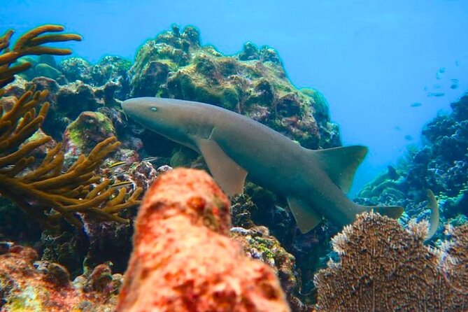 Snorkeling adventure at Puerto Morelos Reef National Park - Getting stingrays and turtles on your snorkeling wishlist