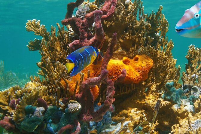 Snorkeling adventure at Puerto Morelos Reef National Park - Dock fee, sunscreen rules, and other firm instructions