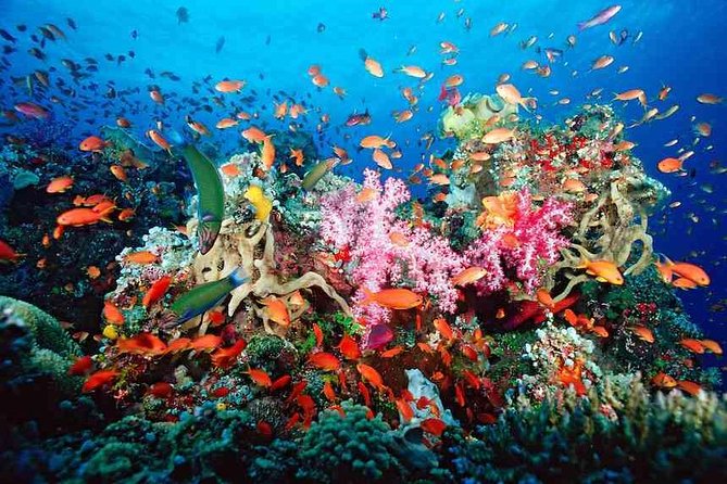 Snorkeling Adventure in Puerto Morelos Includes snack, Water and Round Trip. - Key highlights (what makes this worth your time)