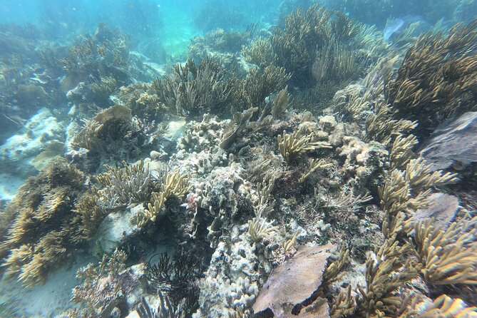 Snorkeling Adventure in Puerto Morelos Includes snack, Water and Round Trip. - Photo rules, gear fit, and other small gotchas to plan for
