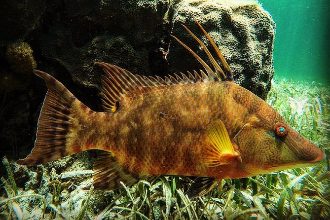 Snorkeling Guided Activity in Puerto Morelos Mexico - Key Points You Should Know Before You Go