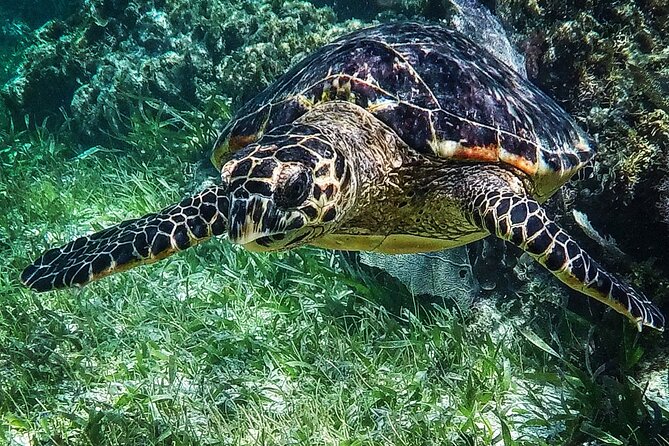 Snorkeling Guided Activity in Puerto Morelos Mexico - Equipment, Safety, and the Coral Rules You Must Follow