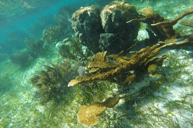 Snorkeling Guided Activity in Puerto Morelos Mexico - FAQ