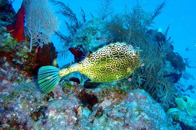 Snorkeling in Puerto Morelos - Puerto Morelos Biosphere: why this snorkel feels different from big Cancun tours