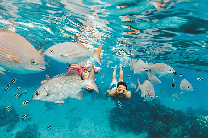 Snorkeling in Puerto Morelos - Stop 1, Mesoamerican Reef (Belize Barrier Reef): what you should look for