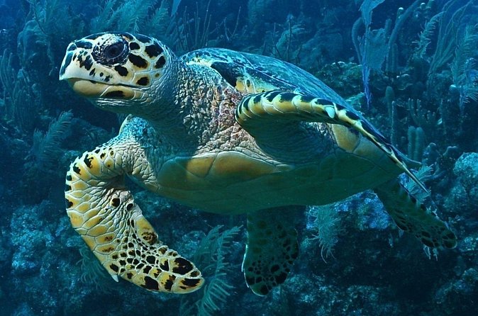 Snorkeling in Puerto Morelos - Stop 2 inside the Puerto Morelos Biosphere: more chances at rays, turtles, and surprises