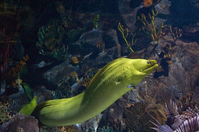 Snorkeling in Puerto Morelos - Guides that matter: mask fit, pointer skills, and English support