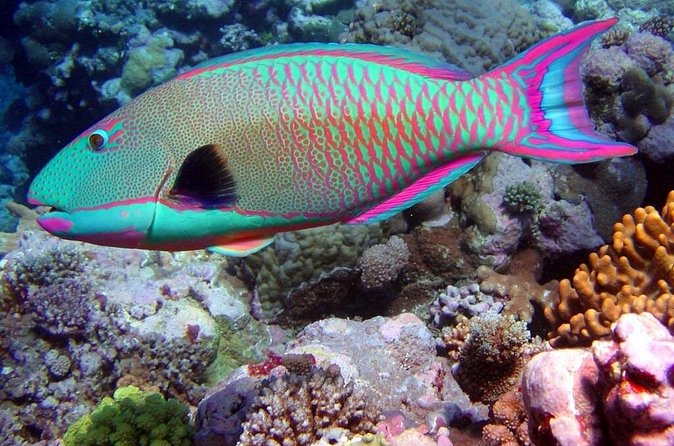 Snorkeling in Puerto Morelos - Wildlife spotting, without the disappointment spiral