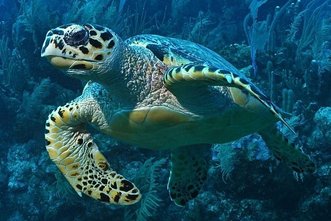 Snorkeling in Puerto Morelos - Getting to Javier Rojo Gomez 15 and starting fast in Puerto Morelos