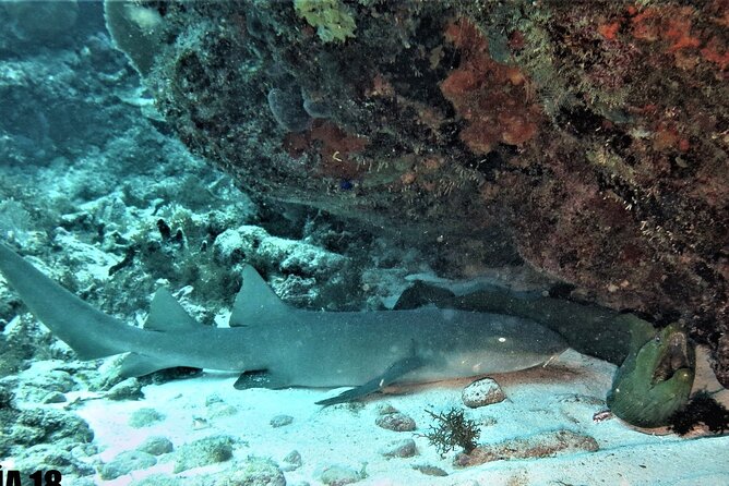 SPECIAL!! 2 Tank Wreck & Drift Reef dives - Key things I’d actually plan around