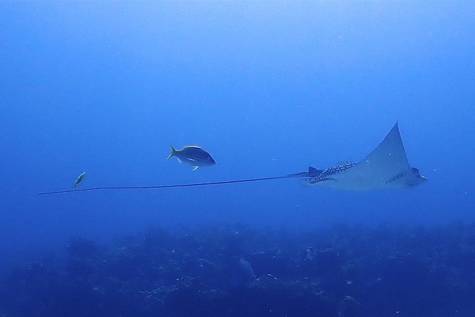 SPECIAL!! 2 Tank Wreck & Drift Reef dives - From the Centro boat dock to your first wreck visit