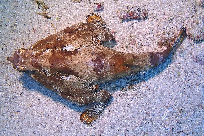 SPECIAL!! 2 Tank Wreck & Drift Reef dives - Advanced requirements, plus how Open Water can fit