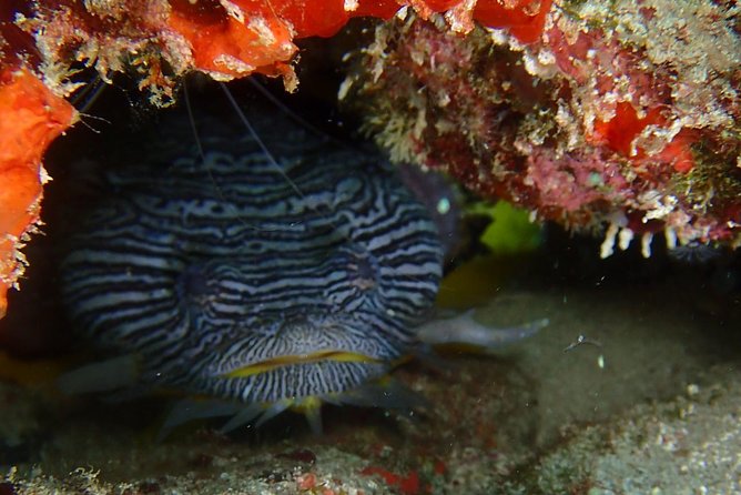 SPECIAL!! 2 Tank Wreck & Drift Reef dives - Choosing the 7:30 am or 1:00 pm start