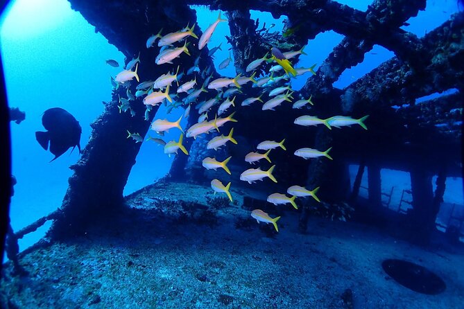 SPECIAL!! 2 Tank Wreck & Drift Reef dives - Price and value: why $125 can be a good deal