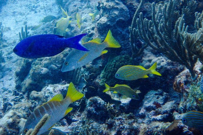 SPECIAL! Snorkel at MUSA - The Underwater Museum Reservation - Getting out to the National Marine Park, fast