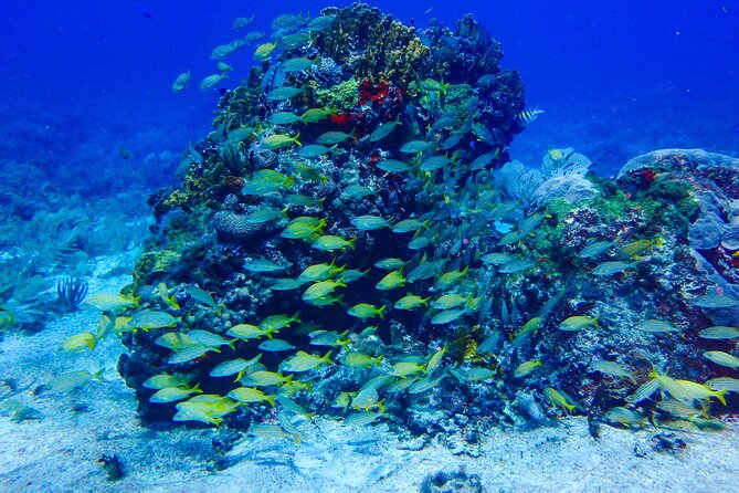 SPECIAL! Snorkel at MUSA - The Underwater Museum Reservation - Manchones Reef: coral looks good at 30 feet