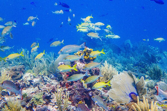 SPECIAL! Snorkel at MUSA - The Underwater Museum Reservation - Boat, gear, and lifejackets: the stuff that decides whether it’s fun