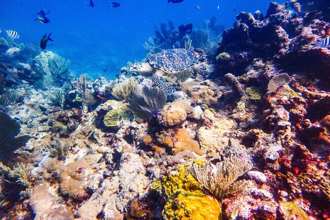 SPECIAL! Snorkel at MUSA - The Underwater Museum Reservation - Who should book this snorkel at MUSA, and who might not