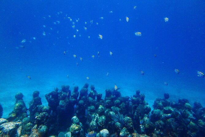 SPECIAL! Snorkel at MUSA - The Underwater Museum Reservation - Practical tips to make your 3.5 hours count