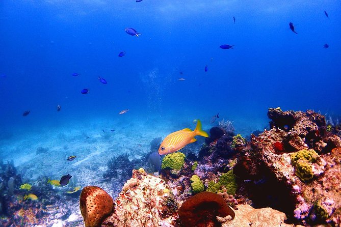 SPECIAL! Snorkel at MUSA - The Underwater Museum Reservation - MUSA Underwater Museum: statues, fish, and 30 minutes of magic