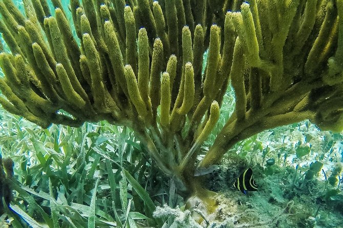 Speedboat and snorkel tour: Single Passenger Boat - The Snorkel Stop: Coral Reefs and the Cancun Underwater Museum