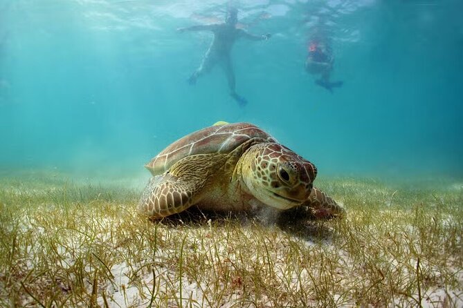 Swim with Turtles in Akumal, Cenote and Tulum Ruins Tour - Key highlights you’ll care about before you go