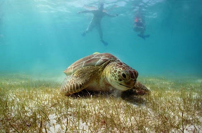 Swim with Turtles in Akumal, Cenote and Tulum Ruins Tour - The cenote stop by bike, plus jungle-slick practical tips